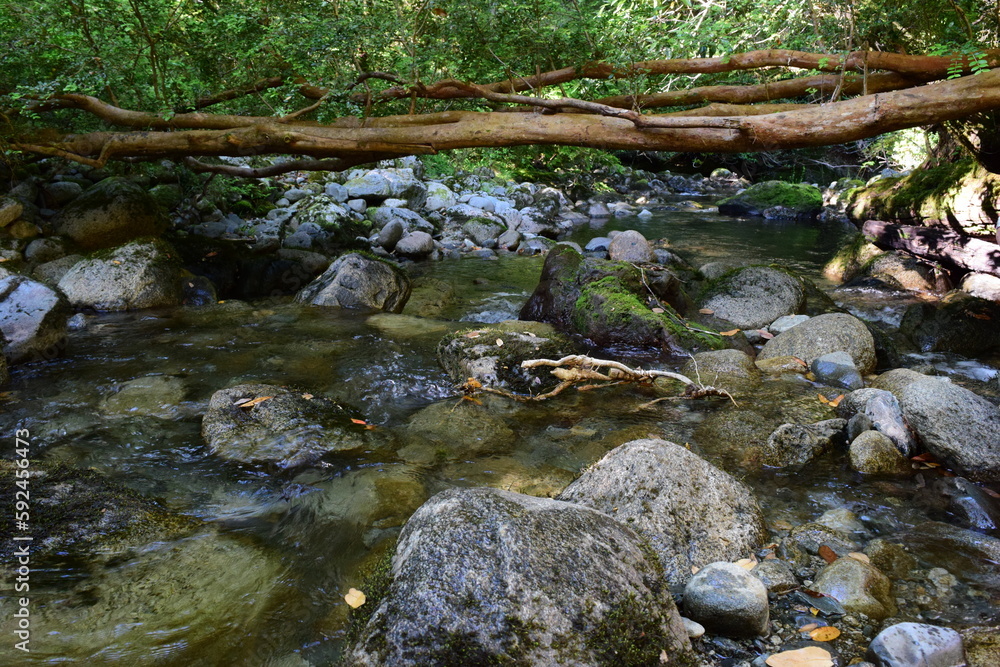 stream under a tree branch