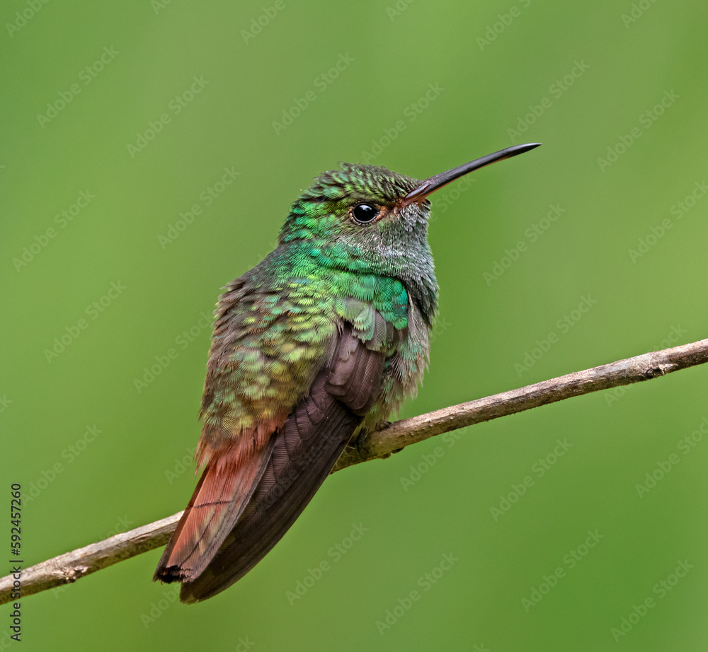 Fototapeta premium Rufous-tailed Hummingbird