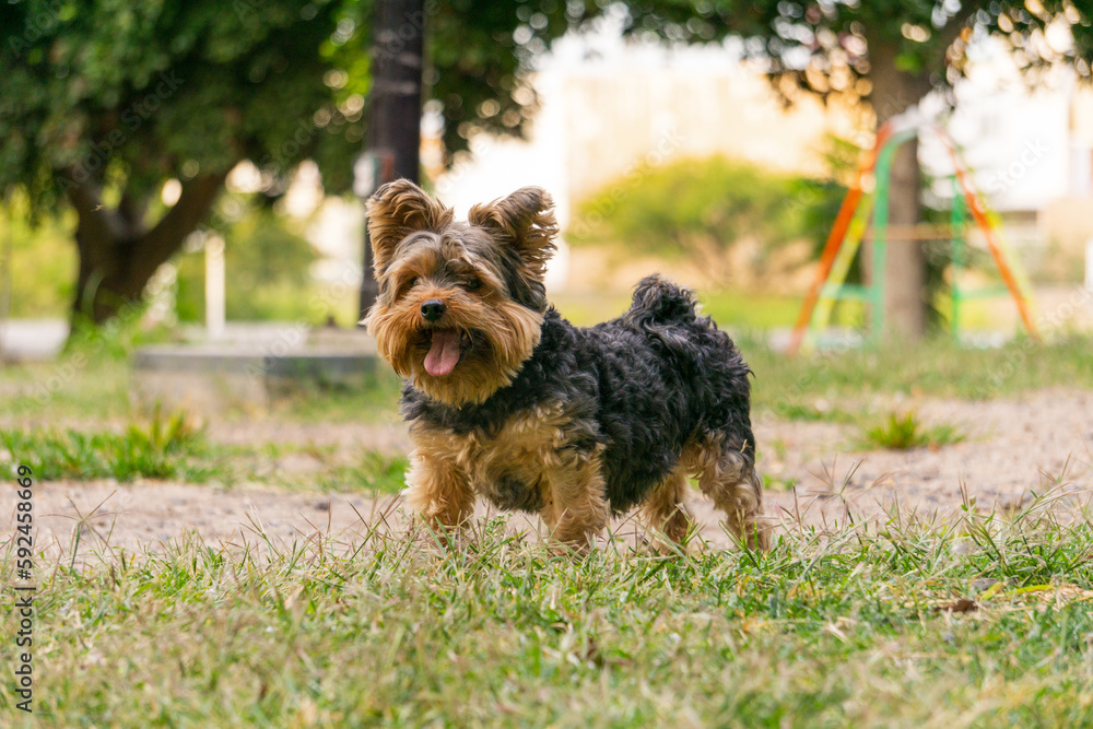 yorkshire terier, yorkie, perro de raza pura, pequeño y hermoso, pelo largo, color negro dorado, de la familia de los terrier, talla pequeña, perro faldero, elegante. yorkshire terier, yorkie, perro de raza pura, pequeño y hermoso, pelo largo, color negro dorado, de la familia de los terrier, talla pequeña, perro faldero, elegante.