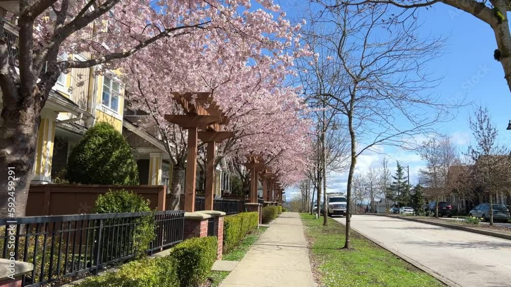 private sector in Vancouver Canada Surrey 2023 april cherry blossoms identical houses quarter in city camera slowly passes shooting on street private sector in Vancouver Canada Surrey 2023 april cherry blossoms identical houses quarter in city camera slowly passes shooting on street
