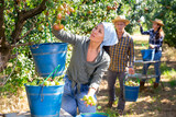Asian female farmer engaged in picking of pears in orchard, laying harvested fruits in buckets