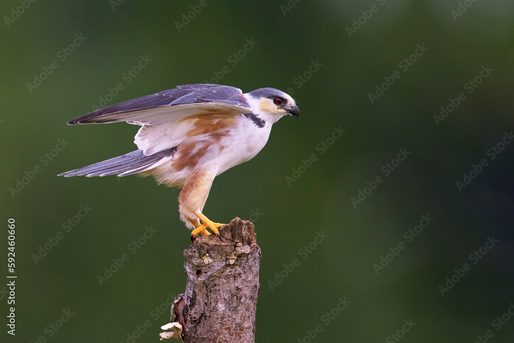 Pearl Kite Pearl Kite
