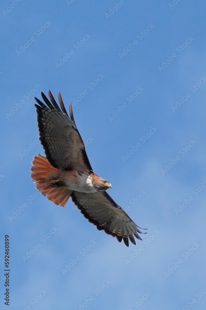 Obraz premium Red-tailed hawk