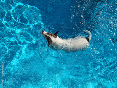 High angle view of a small white dog swimming in backyard swimming pool on a sunny day
