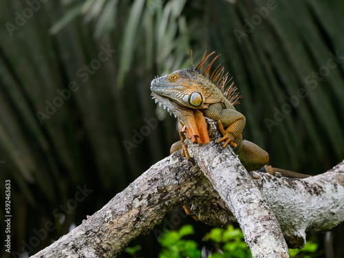 Green Iguana on tree log in Costa Rica