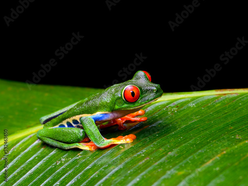 Red-eyed tree frog with bright vivid colors at night in tropical rainforest treefrog in jungle Costa Rica 
