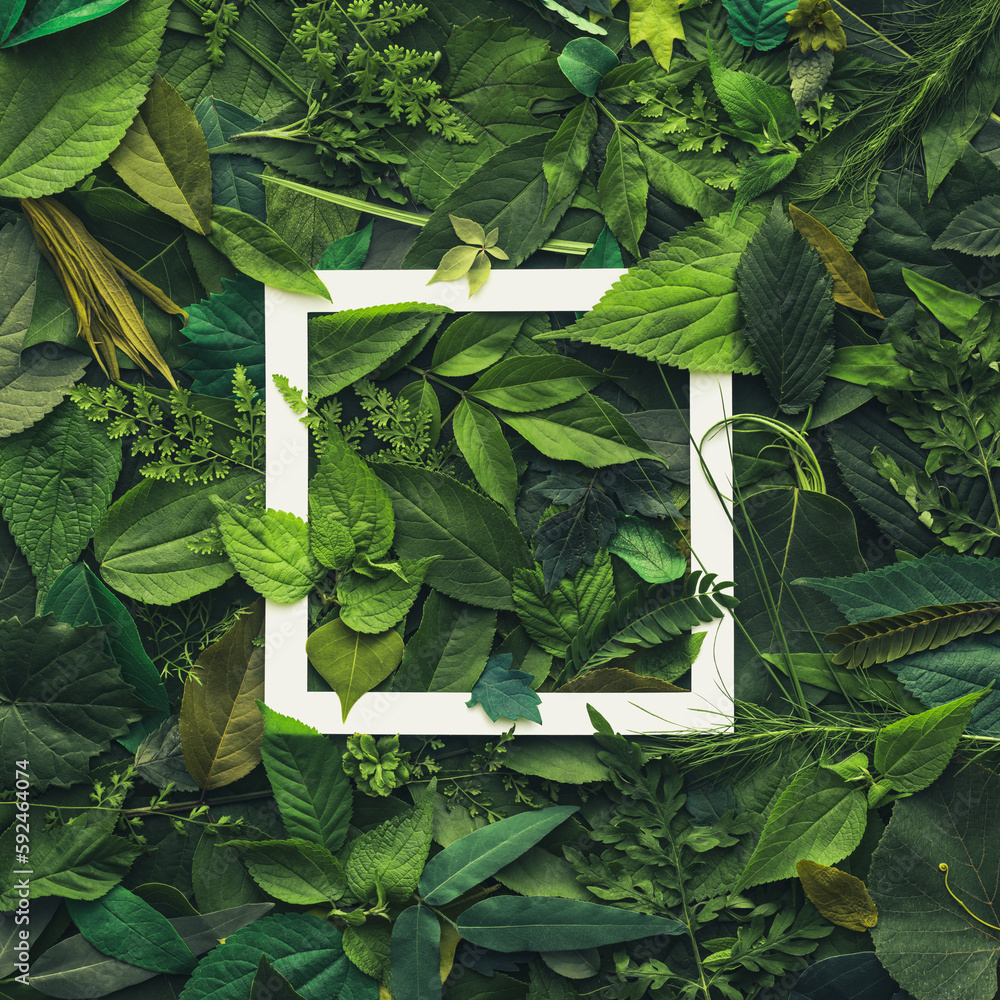 © Leigh Prather - Foliage background with a variety of vibrant plant leaves showing a diverse ecosystem and the biodiversity of nature. Earth day background with blank white card for copy space or product placement.