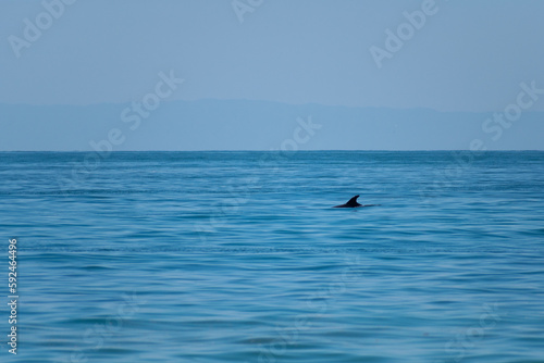 A dolphin swimming in the pacific ocean with catalina island in the distance