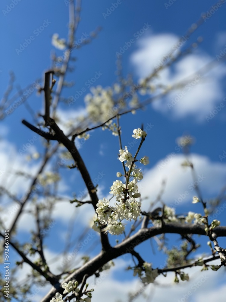 Tree Flower Blossom Blue Sky White Grass United Kingdom UK