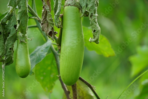 Solanum melongena (Also called eggplant, terung, terong, brinjal, aubergine) on the tree photo