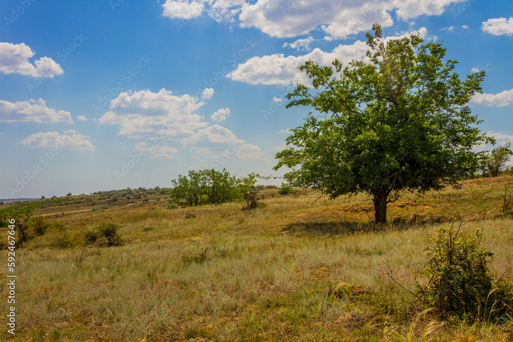 a tree in the steppe