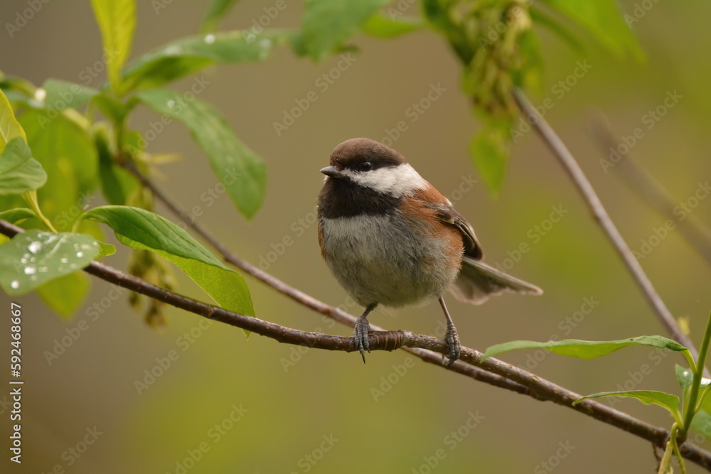 Chestnut-backed Chickadee on a branch Chestnut-backed Chickadee on a branch