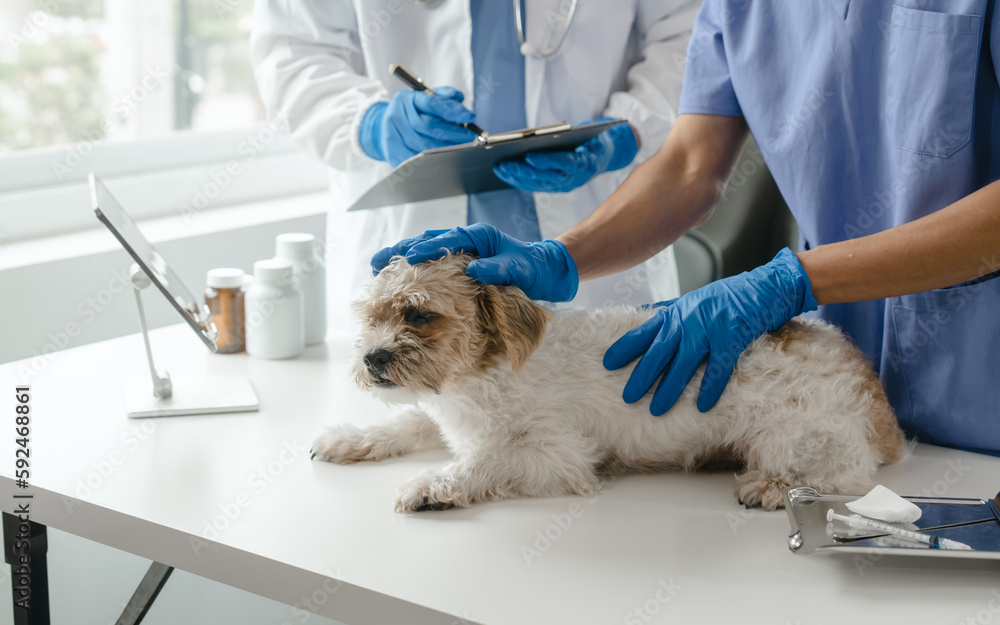 Livestock doctor and assistant to check dog's health and vaccinate against rabies and get rid of ticks and fleas. Livestock doctor and assistant to check dog's health and vaccinate against rabies and get rid of ticks and fleas.