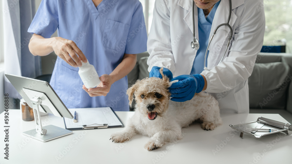 Livestock doctor and assistant to check dog's health and vaccinate ...