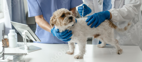 Livestock doctor and assistant to check dog's health and vaccinate against rabies and get rid of ticks and fleas.