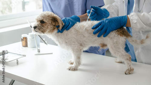 Livestock doctor and assistant to check dog's health and vaccinate against rabies and get rid of ticks and fleas.