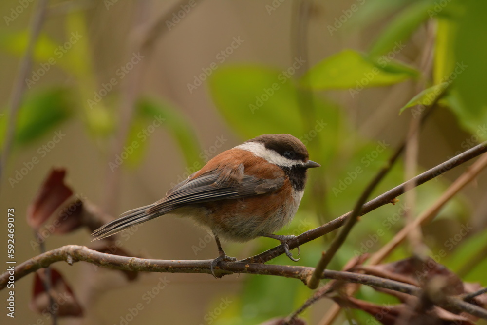 Obraz premium Chestnut-backed Chickadee on a branch