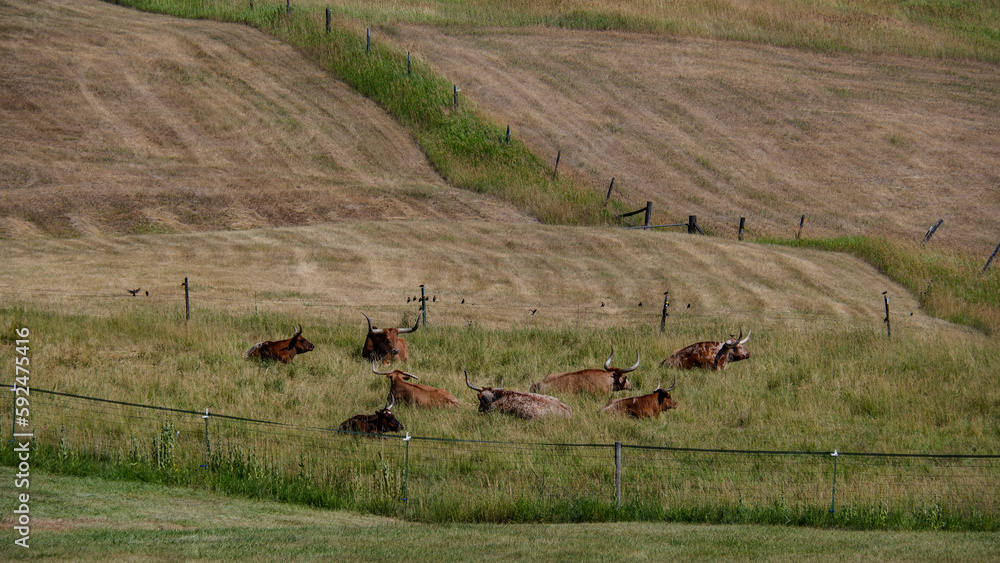 Obraz premium Longhorns in field