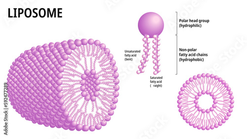 Liposome - Phospholipid Structure with Hydrophobic, Hydrophilic, and Fatty Acid - Medical Vector Illustration