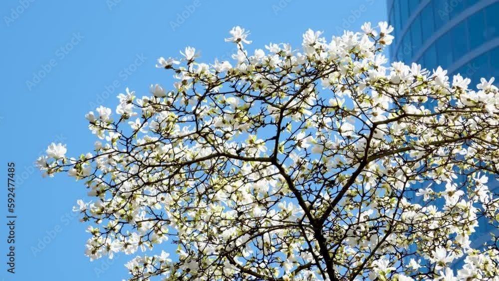 Burrard Station trees bloom in spring near skyscrapers and skytrain station magnolia cherry blossom sakura white and rose flowers engulf downtown view real life in big city Canada Vancouver 2023