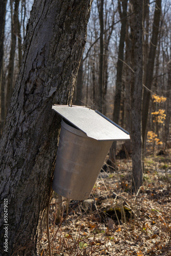 Pail used to collect sap of maple trees to produce maple syrup in Quebec. Multiple buckets hanging from a large sugar maple tree collecting sap for maple syrup on an early spring day.