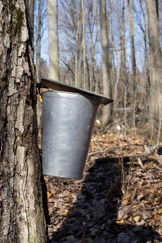 Maple syrup tap in the maple forest. Maple Syrup Spiles Taps Spout.