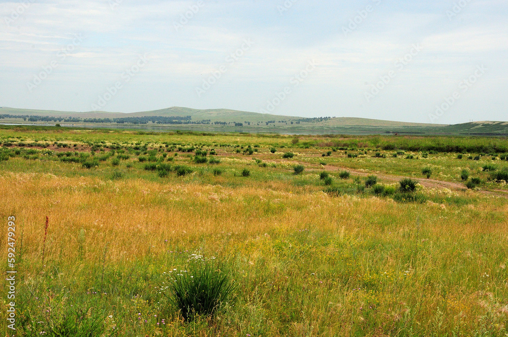 Yellowed grass and scattered bushes in the endless steppe at the foot of the hills under a cloudy summer sky.