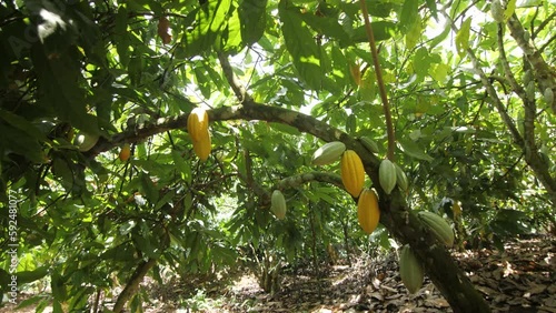 Ripe and young cocoa fruits in a cocoa tree on a farm, in Ivory Coast