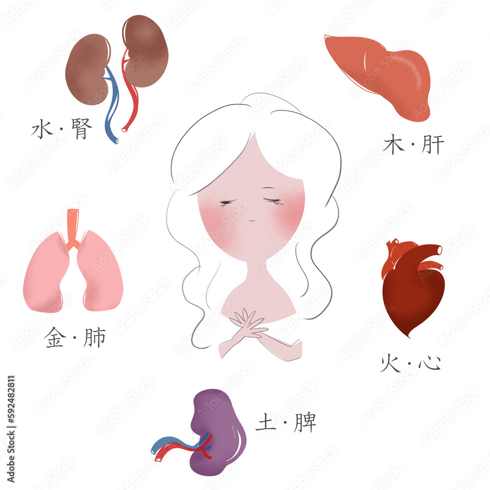 東洋医学の五行と五臓の関係を表したイラスト Stock Illustration | Adobe Stock