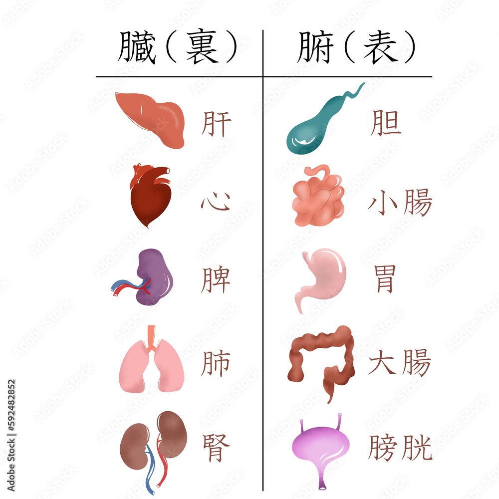 東洋医学の重要な五つの臓と腑の表裏関係を、リアルな臓器のタッチで表にしたイラスト ilustração do Stock | Adobe Stock