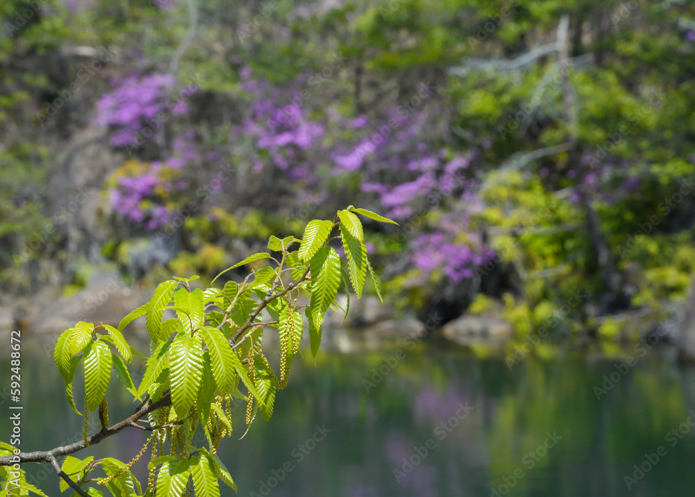 Naklejka premium クヌギの新緑