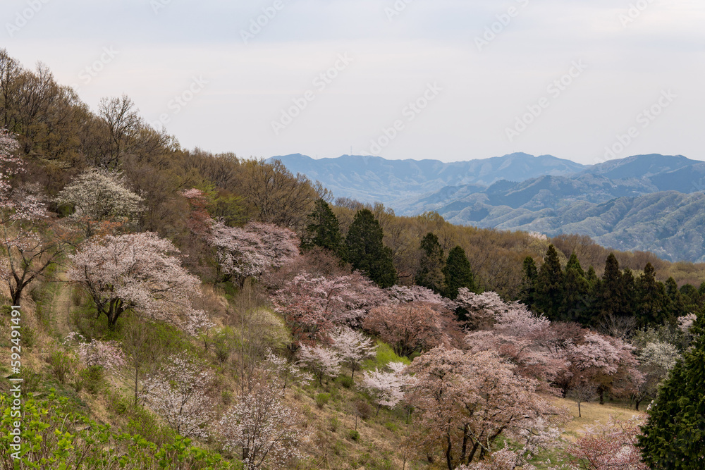 桜の名所の美の山公園／日本埼玉県秩父市・4月