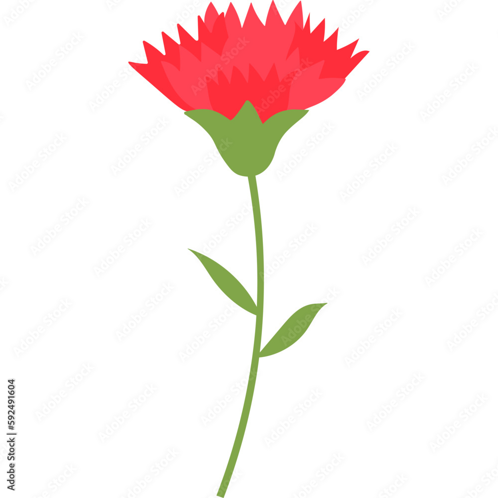 감사의 카네이션 감사의 카네이션