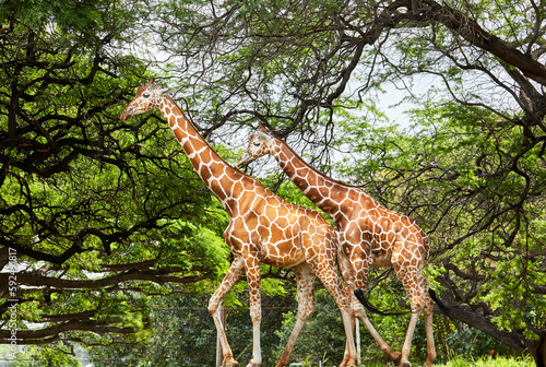 Two Giraffes walking together in a natural habitat style zoo