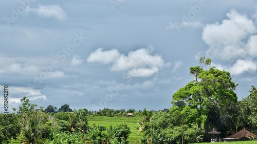 the beauty of the green rice fields in Bali
