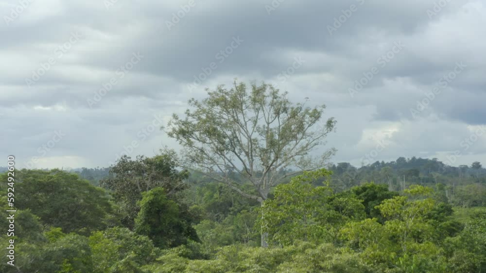 Aerial shot above the rainforest with a large tree sticking out, in Ivory Coast Aerial shot above the rainforest with a large tree sticking out, in Ivory Coast