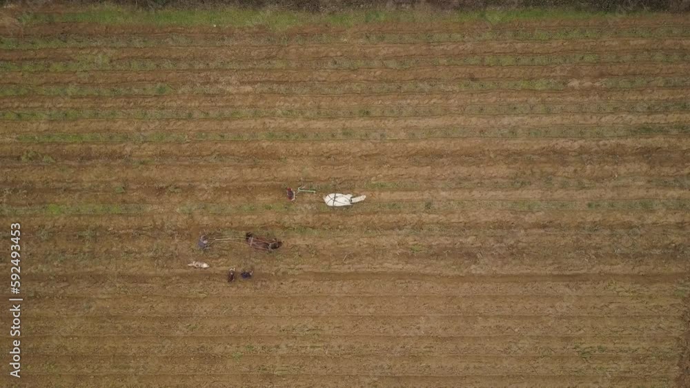 Aerial Drone View Of Horse Tillage Work In Biological French Vineyard - Topdown Aerial Drone View Of Horse Tillage Work In Biological French Vineyard - Topdown