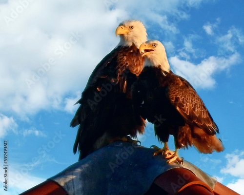 american bald eagle