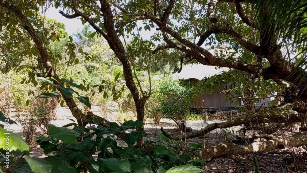 A bungalow in the middle of tropical trees A bungalow in the middle of tropical trees