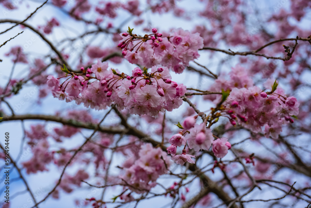 風土記の丘の枝垂れ桜