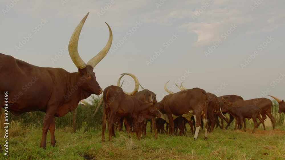 General shot of a herd of ankole watusi cows grazing and eating in a green pasture in Uganda. High quality 4k footage. General shot of a herd of ankole watusi cows grazing and eating in a green pasture in Uganda. High quality 4k footage.
