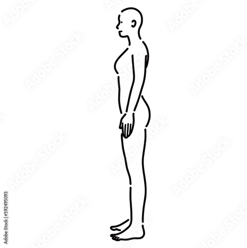 女性の裸体の人体を横から見たイラスト

