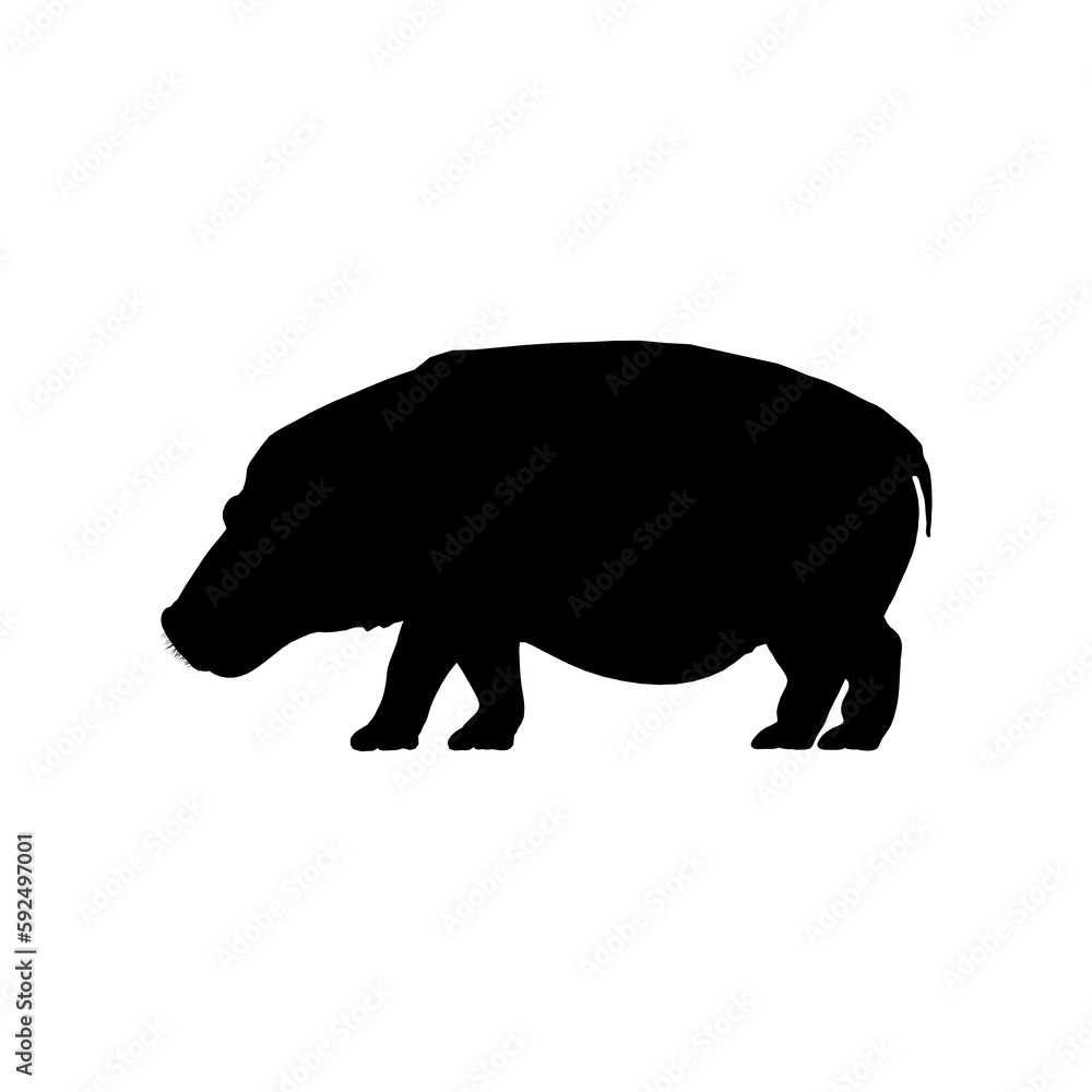 hippopotamus illustration hippopotamus illustration