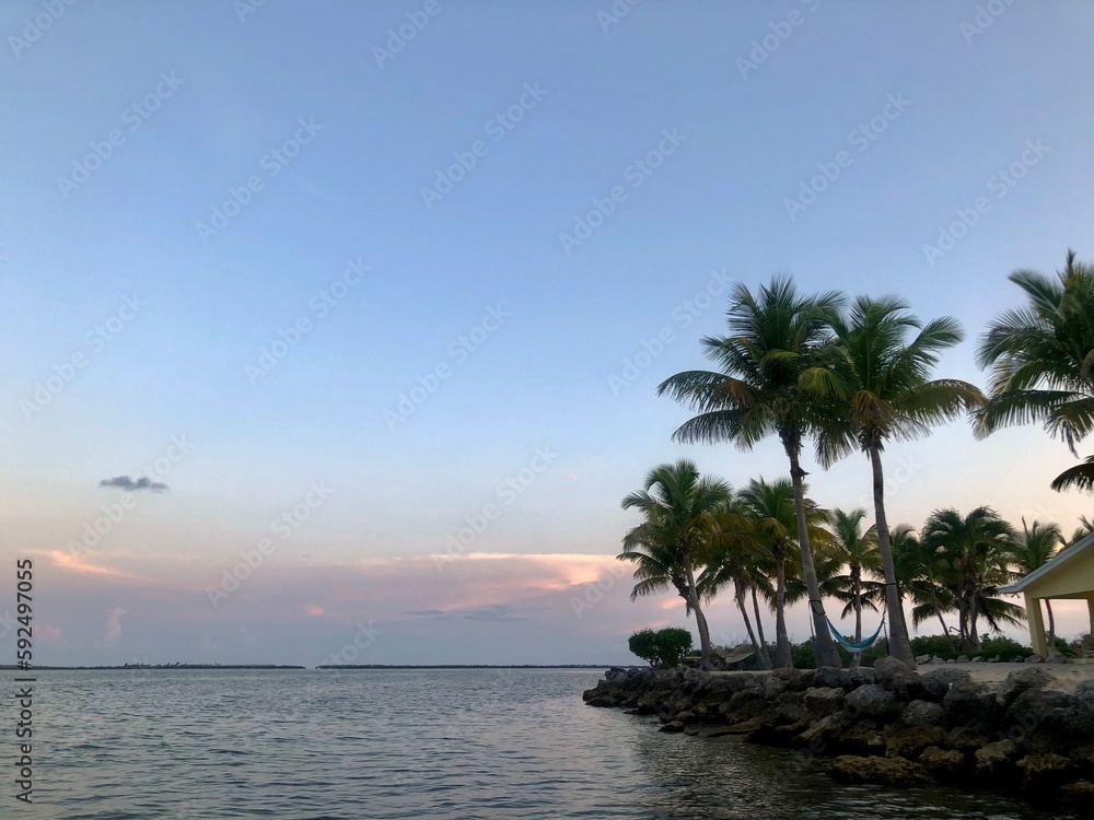 palm trees at sunset