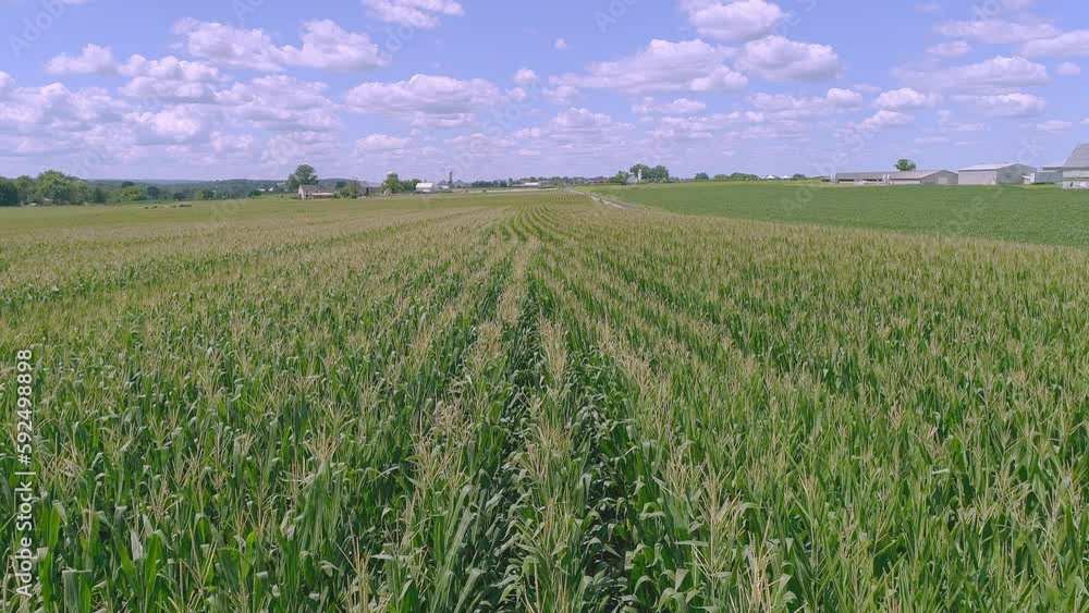 A Drone Close View of Rows of Green Corn Stalks Traveling Along the Rows on a Sunny Partial Cloudy Summer Day A Drone Close View of Rows of Green Corn Stalks Traveling Along the Rows on a Sunny Partial Cloudy Summer Day