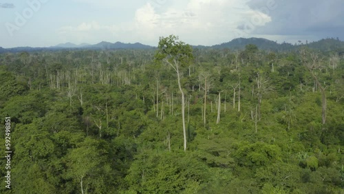 Aerial shot above the rainforest with a large tree sticking out, in Ivory Coast