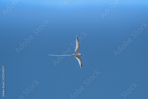 Oiseau blanc, paille en queue de l'île de la Réunion en vol