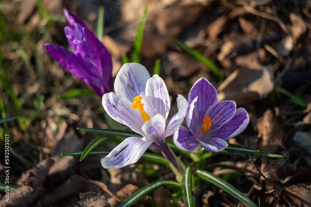 Wild purple flower, spring saffron, nature in spring. Wild purple flower, spring saffron, nature in spring.