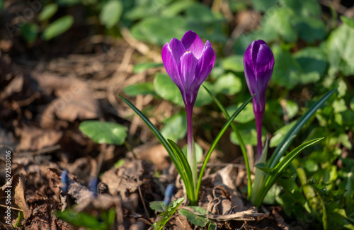 Wild purple flower, spring saffron, nature in spring.