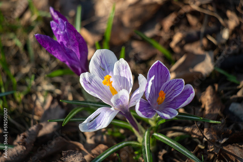 Fototapeta Naklejka Na Ścianę i Meble -  Wild purple flower, spring saffron, nature in spring.